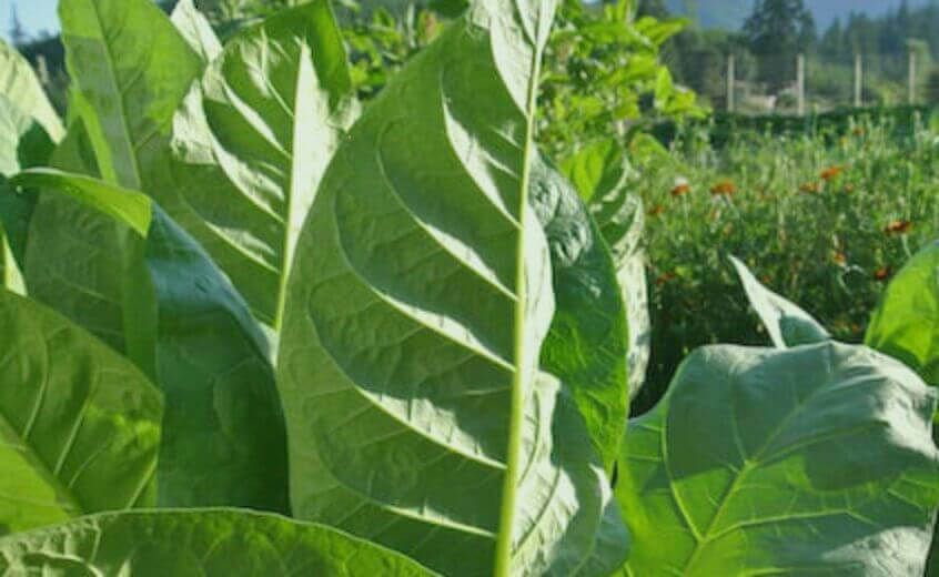 Indulge in the mesmerizing allure of a close-up view of tobacco organic leaf.